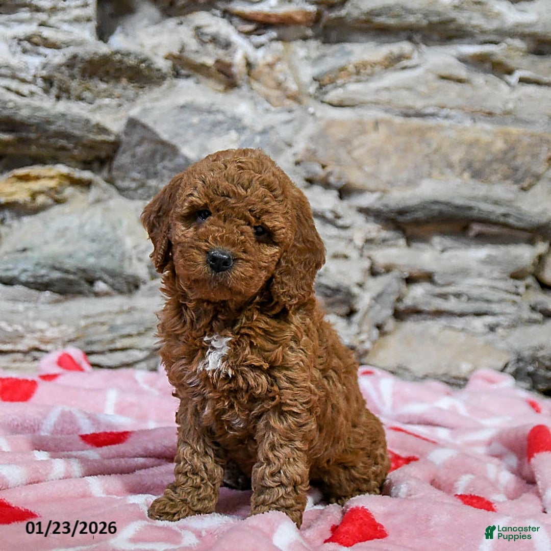 Mini Goldendoodle dogs for sale: Crissy - Ad 3