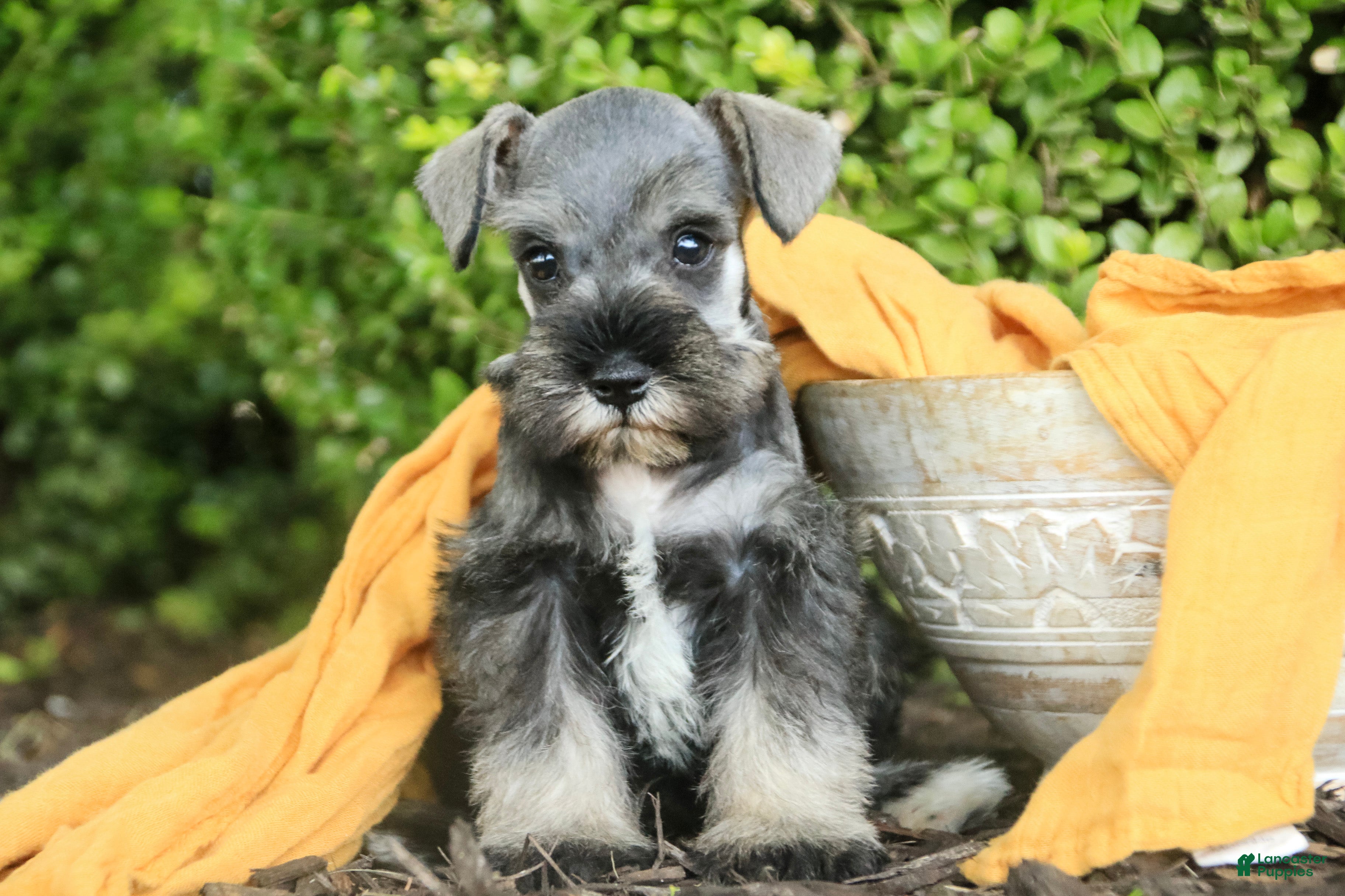 Miniature Schnauzer dogs Quest Miniature Schnauzer  - Ad 1