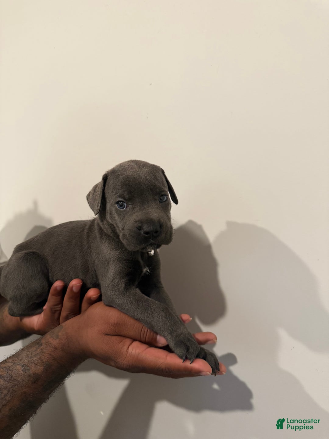 Cane Corso dogs for sale: Bella - Ad 4