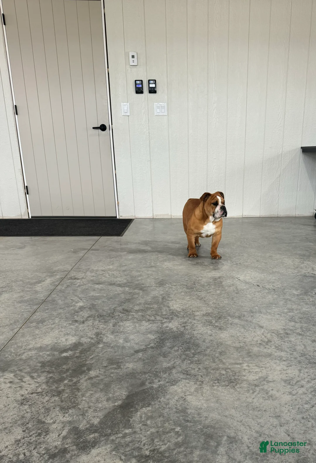 English Bulldog dogs for sale: Zeke  - Ad 6