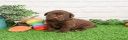 Labrador Retriever dogs for sale: Orchard - Ad 6