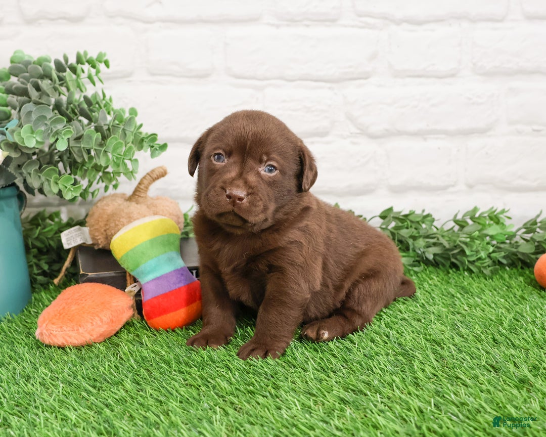 Labrador Retriever dogs for sale: Orchard - Ad 6