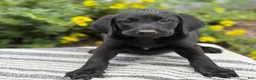 Mixed Breed dogs for sale: Georgie - Ad 3