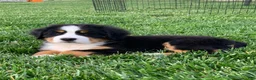 Bernese Mountain Dog dogs for sale: BoBo - Ad 10