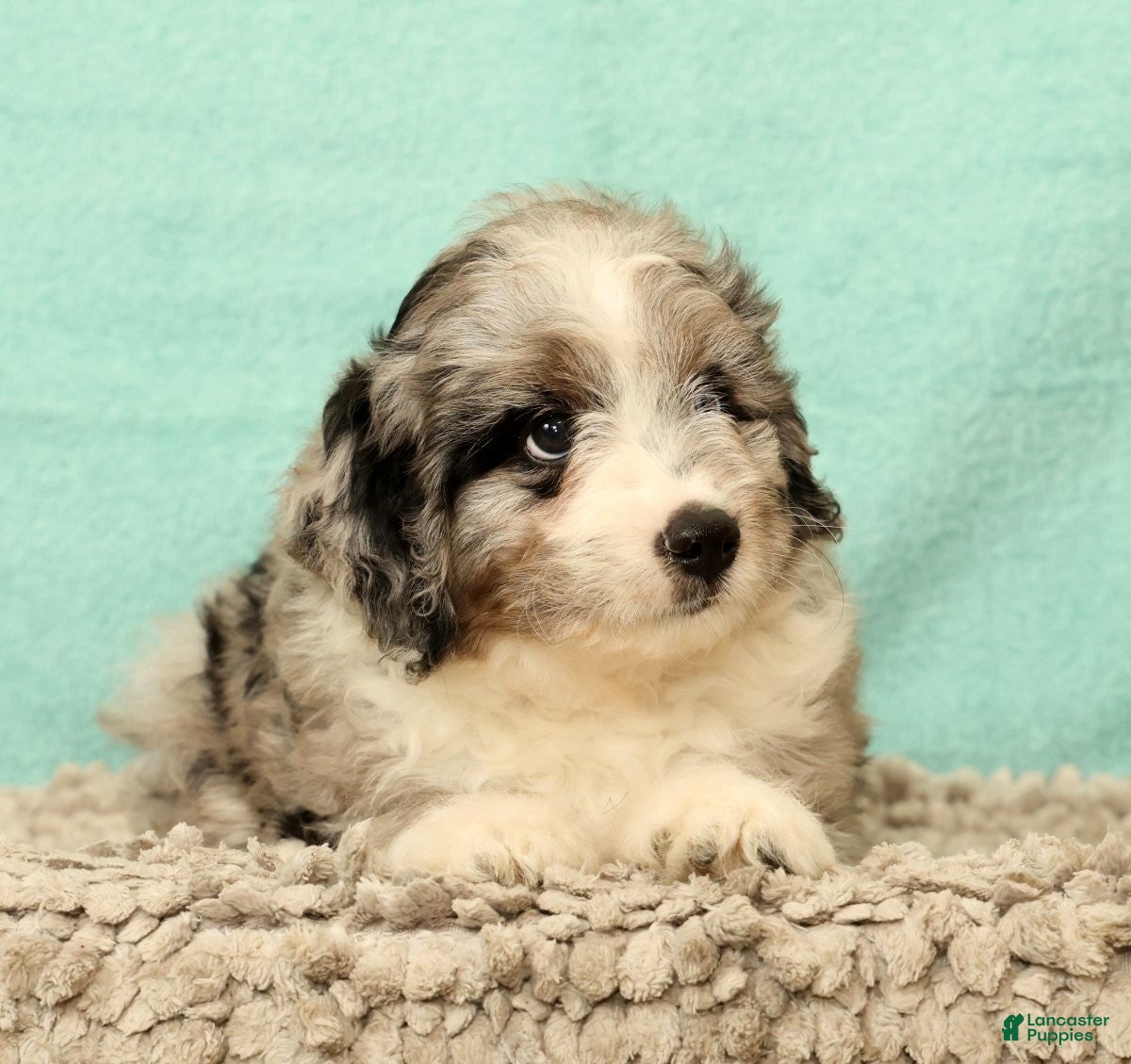 Mini Aussiedoodle dogs Max - Ad 1