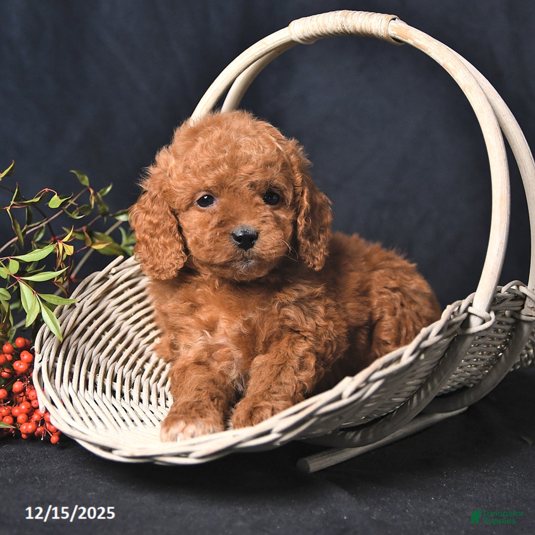 Miniature Poodle dogs for sale: Iris - Ad 4