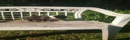 Boston Terrier dogs for sale: g-1 - Ad 5