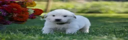 Great Pyrenees dogs for sale: AKC Titan - Ad 4