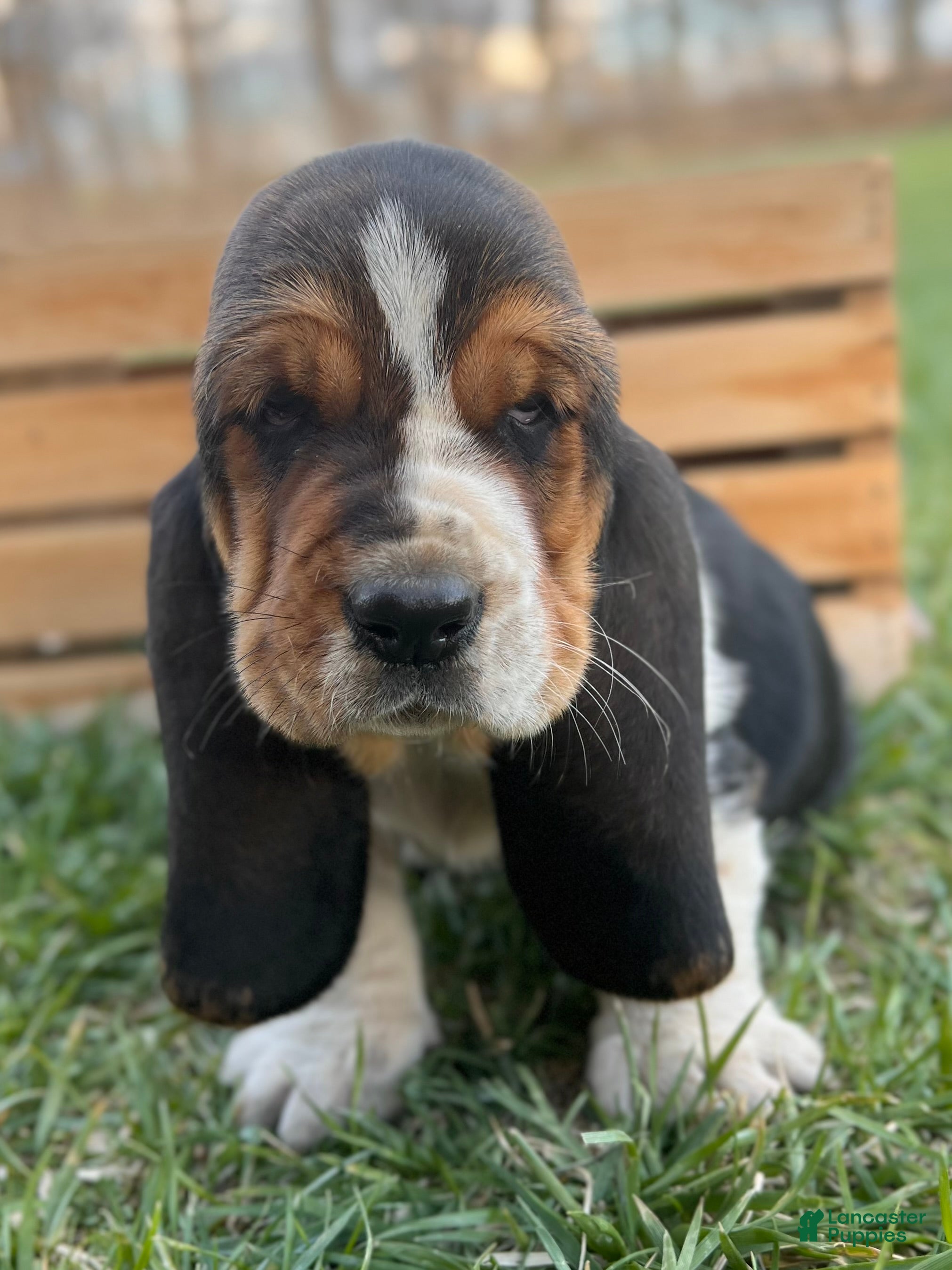 Basset Hound dogs Oscar - Ad 1