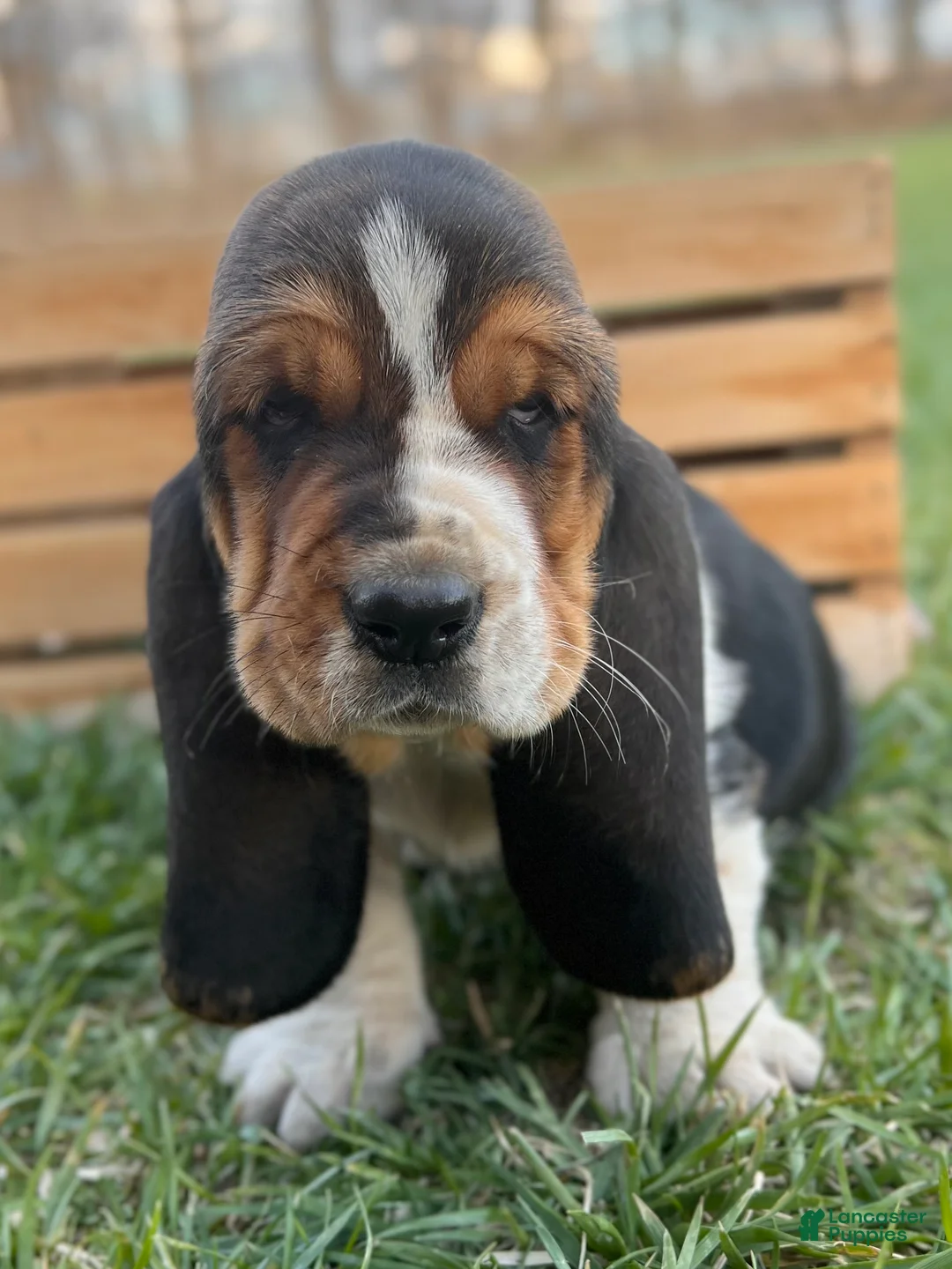 Basset Hound dogs for sale: Oscar - Ad 1