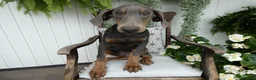 Doberman Pinscher dogs for sale: Doberman Pinscher 1 Baxter - Ad 3