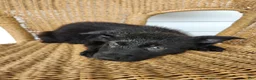 German Shepherd dogs for sale: Rosie  - Ad 1