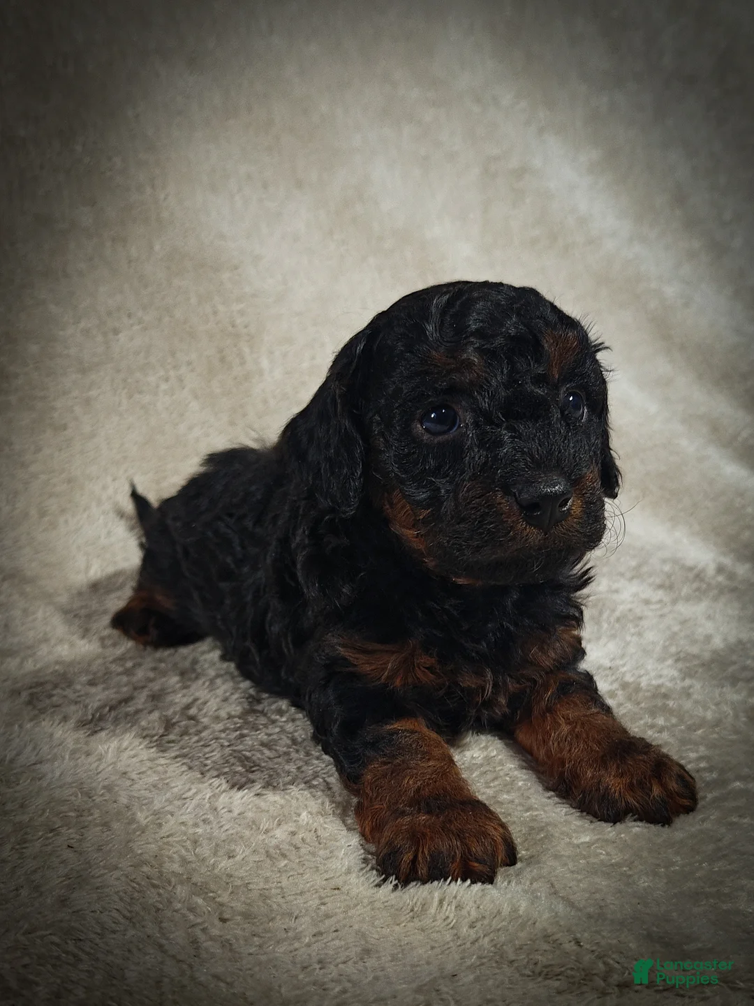 Cavapoo dogs for sale: Zorro (Micro Cavapoo) - Ad 2