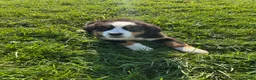 Bernese Mountain Dog dogs for sale: Phoebe - Ad 2