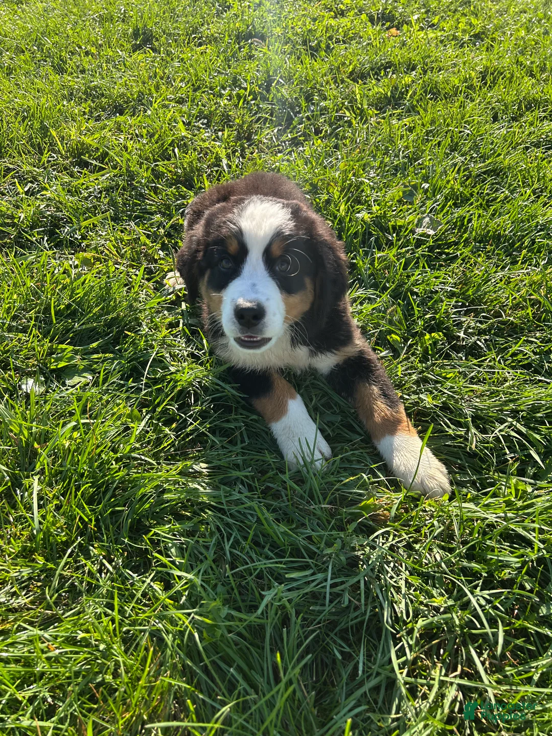 Bernese Mountain Dog dogs for sale: Phoebe - Ad 2