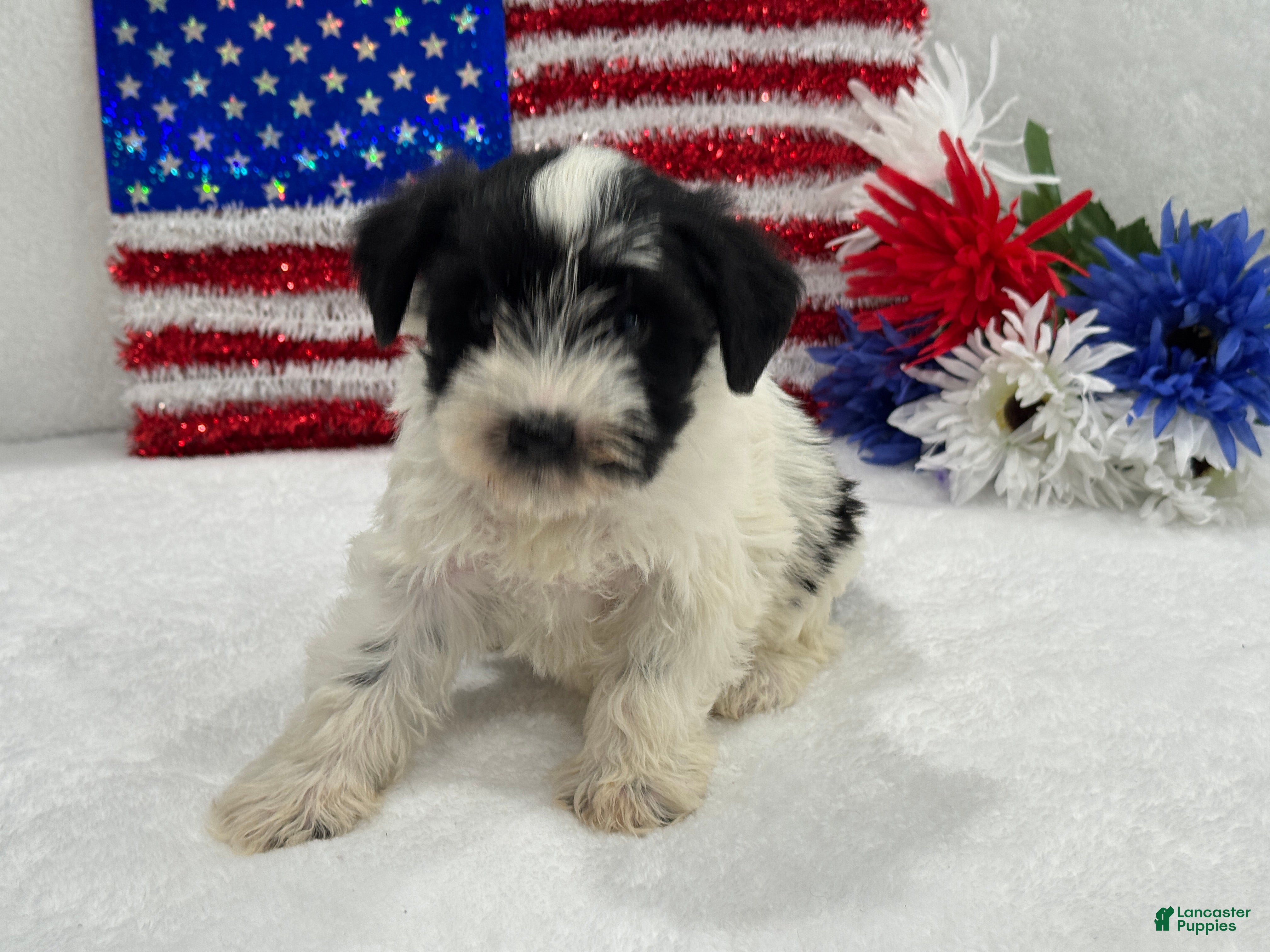 Miniature Schnauzer dogs Piper Female 3 - Ad 29