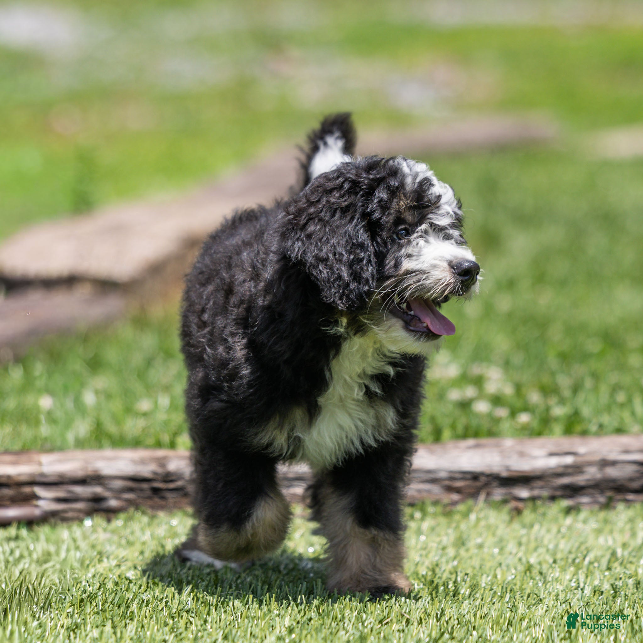 Bernedoodle dogs Brooks Bernedoodle Puppy  - Ad 2