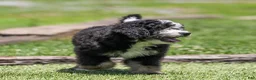 Bernedoodle dogs for sale: Brooks Bernedoodle Puppy  - Ad 2