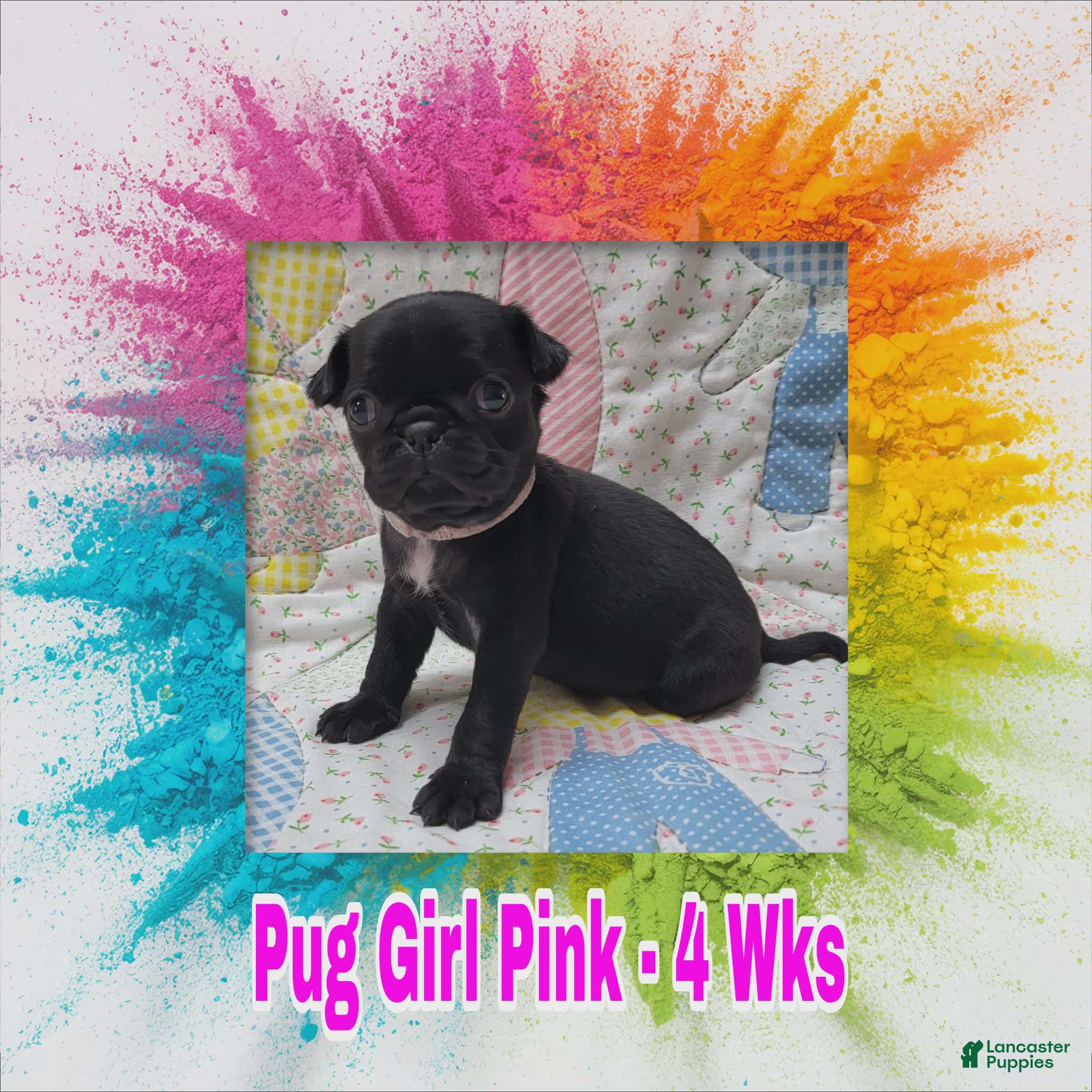 Pug dogs Pug Puppy Girl Pink - Ad 30