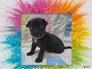 Pug dogs Pug Puppy Girl Pink - Ad 30