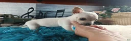 Chihuahua dogs for sale: Haleys white boy. Hand Delivery  - Ad 5