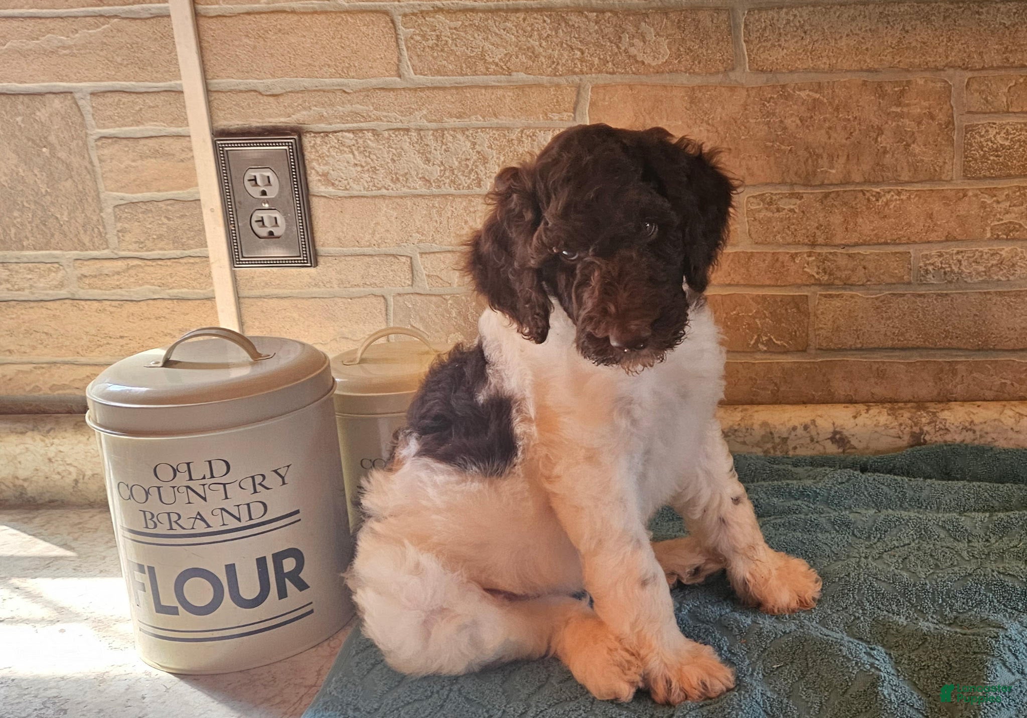 Goldendoodle dogs Cash - Ad 2