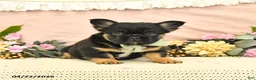French Bulldog dogs for sale: Charm  - Ad 2