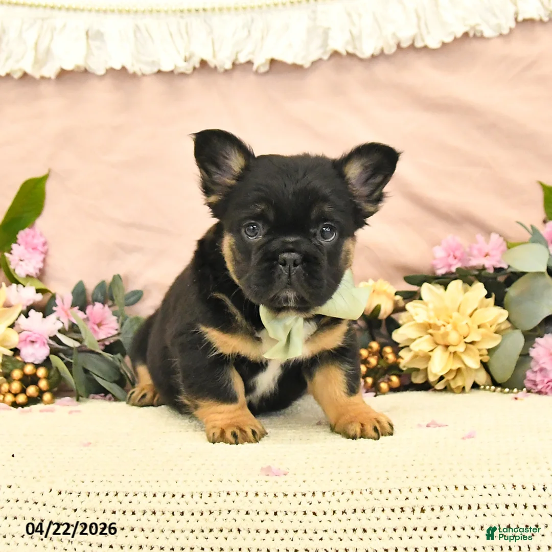 French Bulldog dogs for sale: Charm  - Ad 2