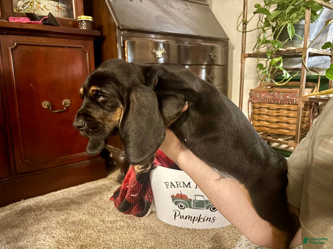 Basset Hound dogs for sale: Axel - Ad 2