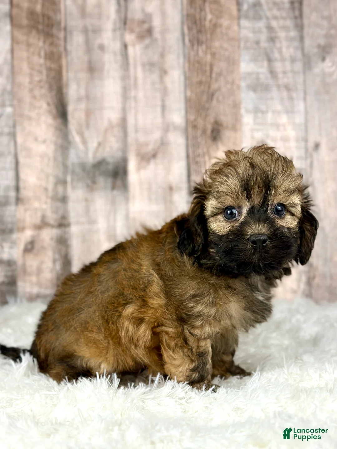 Shihpoo dogs for sale: Boy Snoopy - 0193 - Ad 4