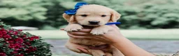 Golden Retriever dogs for sale: Adair AKC Golden Retriever Pup - Ad 4