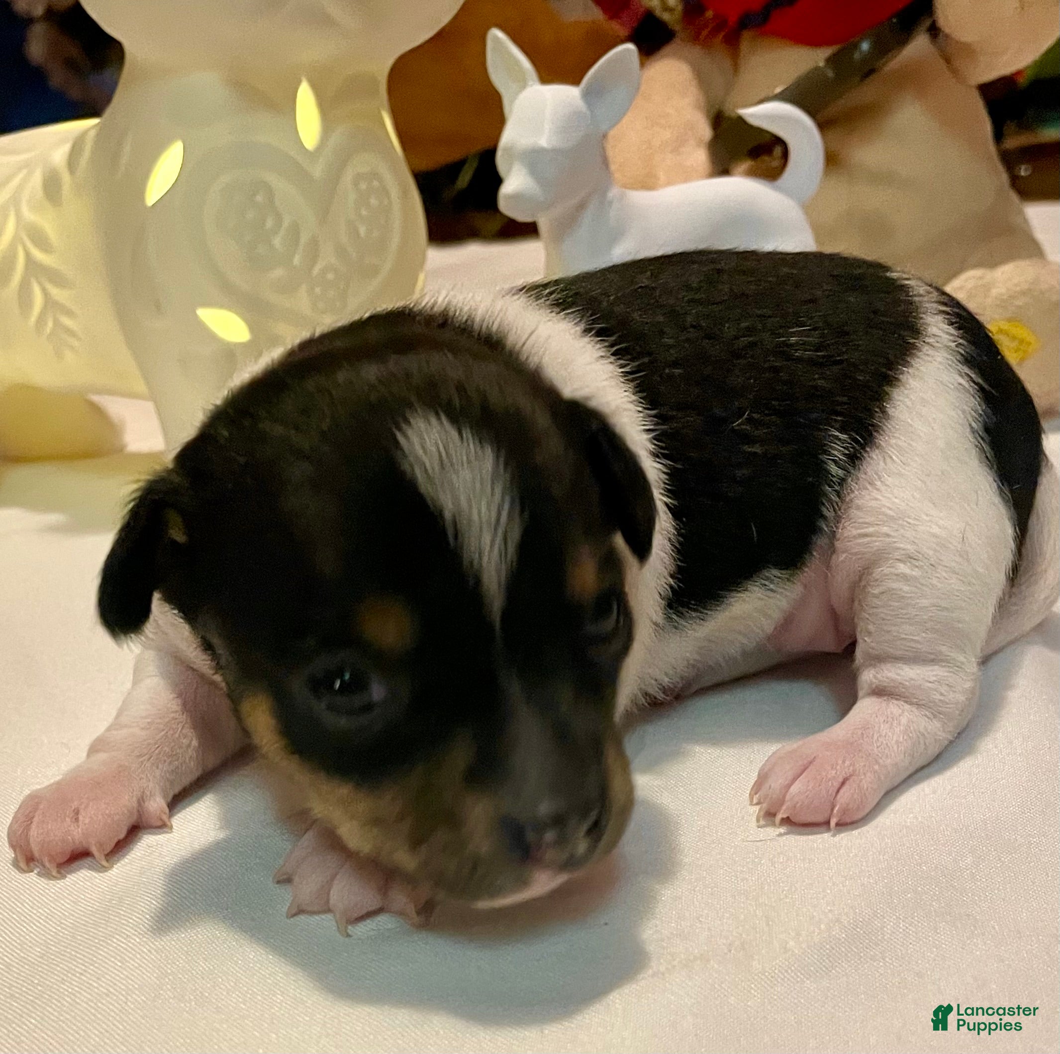 Chihuahua dogs Chihuahua Puppy 2 - Ad 2