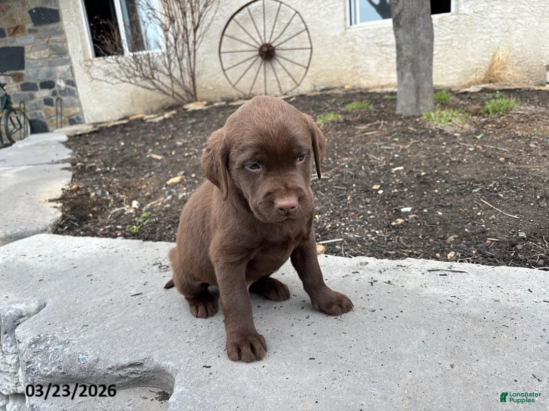 Labrador Retriever dogs for sale: Gus - Ad 5
