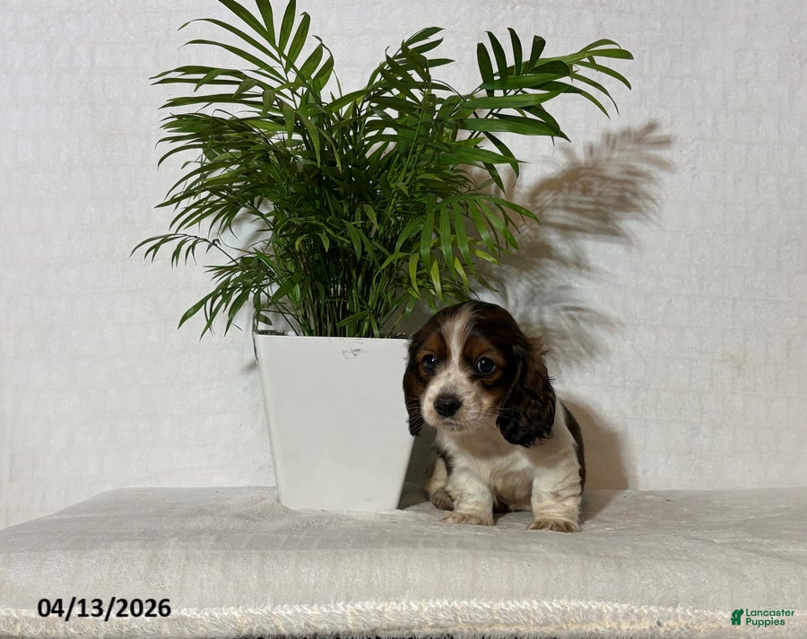 Miniature Dachshund dogs Austin - Ad 1