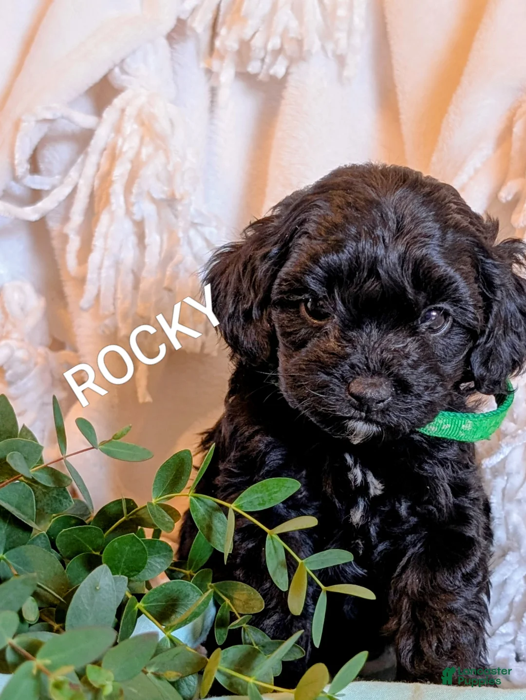 Cavapoo dogs for sale: Rocky  - Ad 1