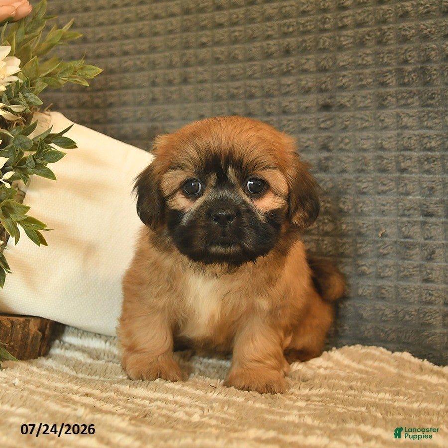 Shih Tzu dogs for sale: Bango  - Ad 1