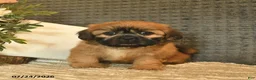 Shih Tzu dogs for sale: Bango  - Ad 1