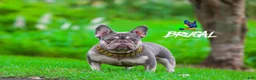 French Bulldog dogs for sale: French Bulldog 1 - Ad 3