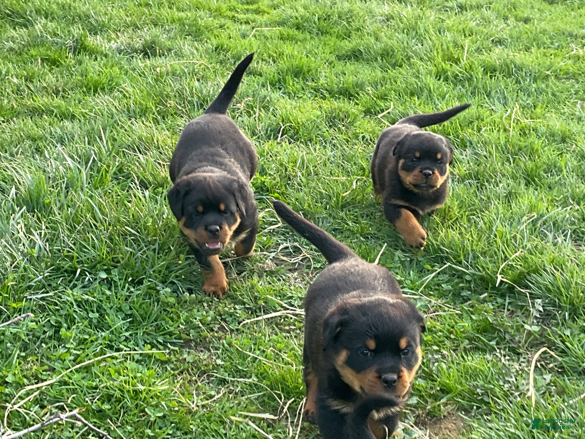 Rottweiler dogs Rottweiler Puppy 6 - Ad 1