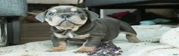 English Bulldog dogs for sale: Xena - Ad 5