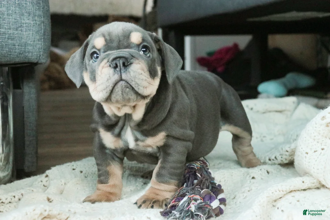 English Bulldog dogs for sale: Xena - Ad 5