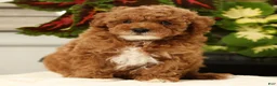 Miniature Poodle dogs for sale: Bingo - Ad 5