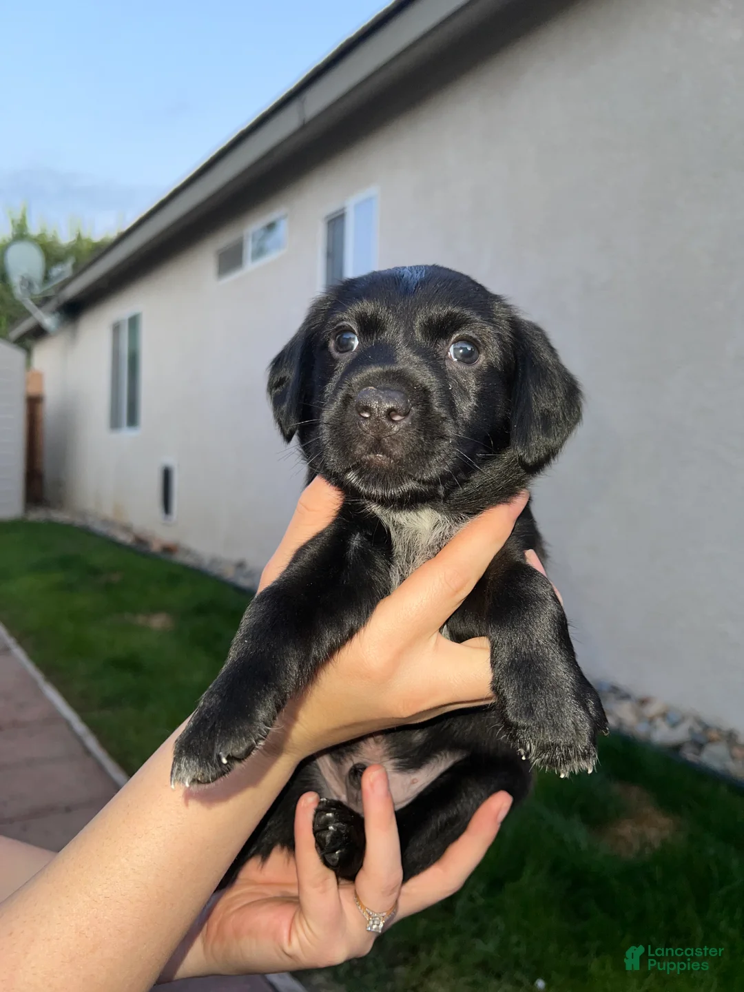 German Shorthaired Pointer dogs for sale: German Shorthaired Pointer Puppy 7 - Ad 1