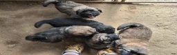 Mixed Breed dogs for sale: Mixed Breed 2 - Ad 1