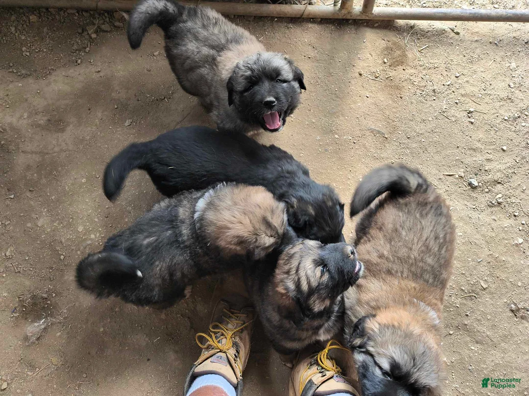 Mixed Breed dogs for sale: Mixed Breed 2 - Ad 1