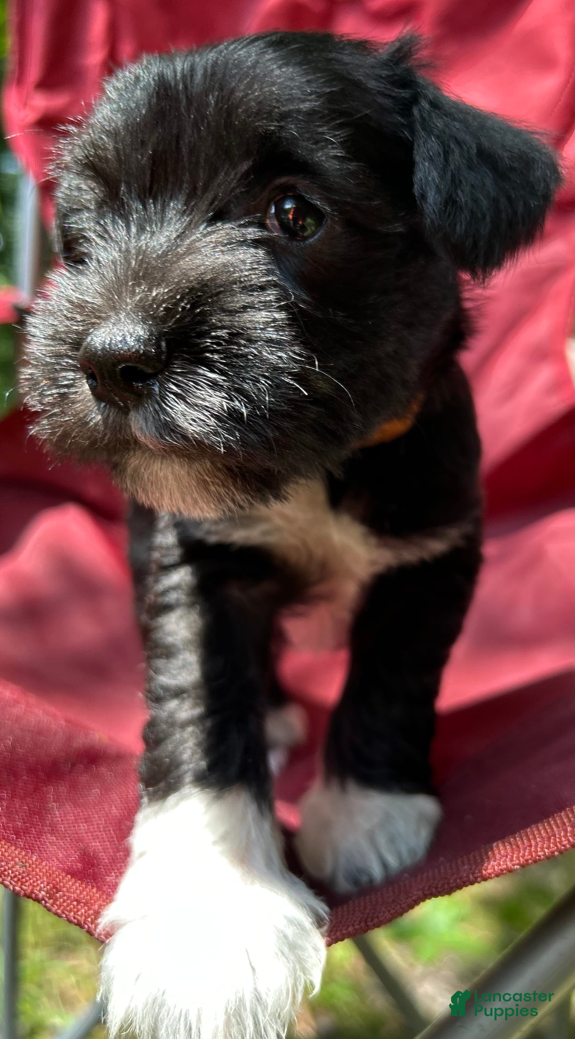 Miniature Schnauzer dogs Junie - Ad 15