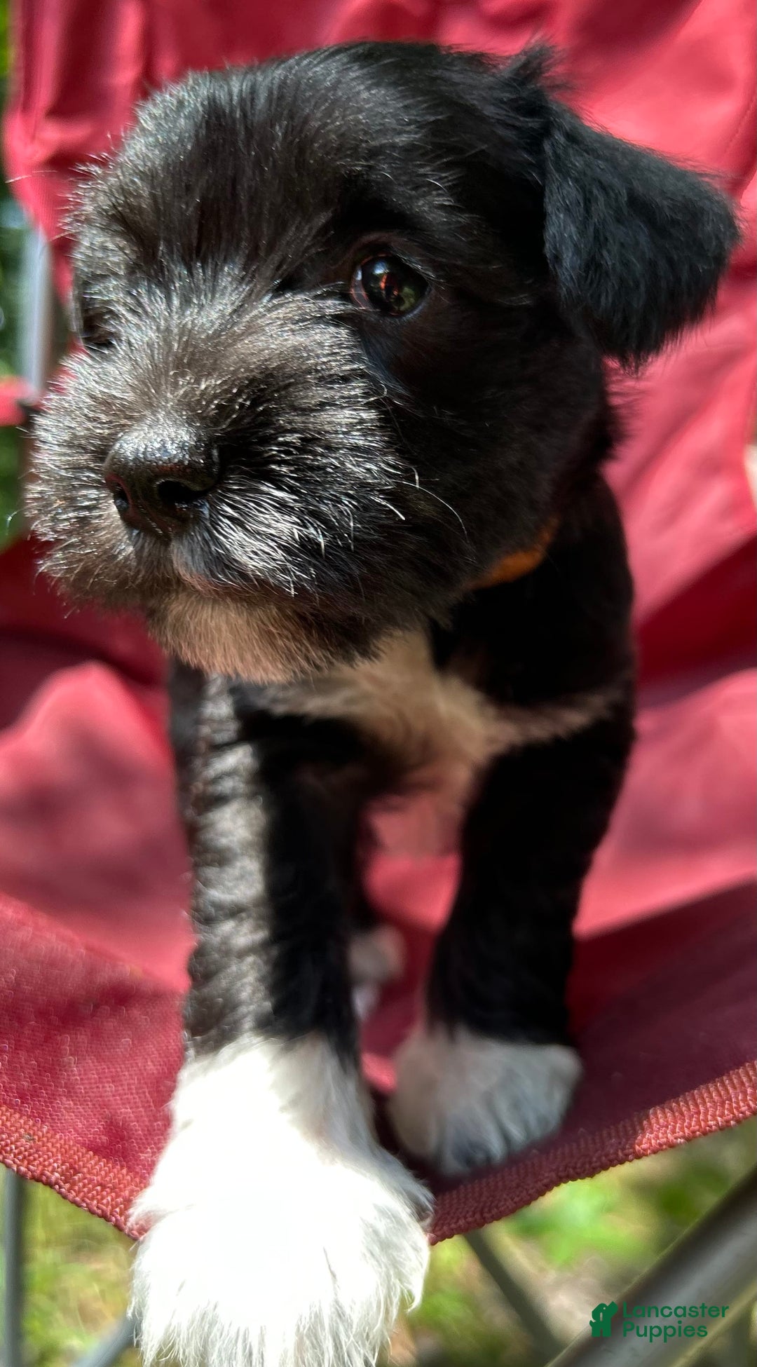 Miniature Schnauzer dogs for sale: Junie - Ad 1