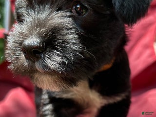 Miniature Schnauzer dogs Junie - Ad 18