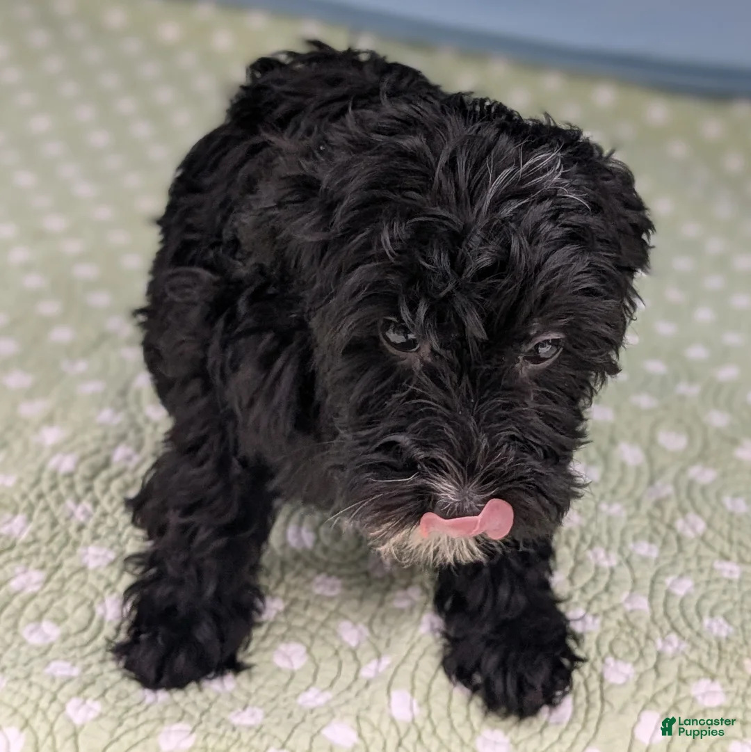 Mixed Breed dogs for sale: Flores (Flower) - Ad 6