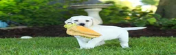 Labrador Retriever dogs for sale: Kurt - Ad 12